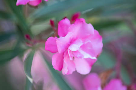 Nerium pink oleander. Beautiful flowers close up