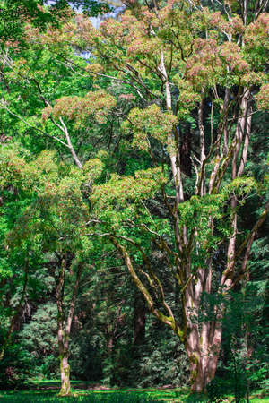 majestic fabulous green tree, branches and crownsの写真素材