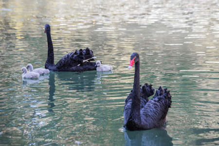 black swans close-up swim in the lake with their cubs