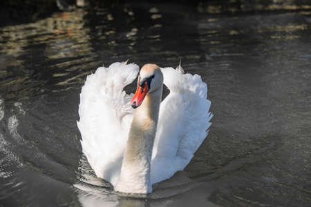 beautiful white swan close up in the lakeの写真素材