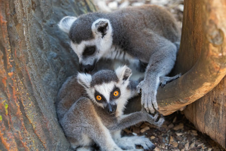 Madagascar lemurs, mother with baby close up