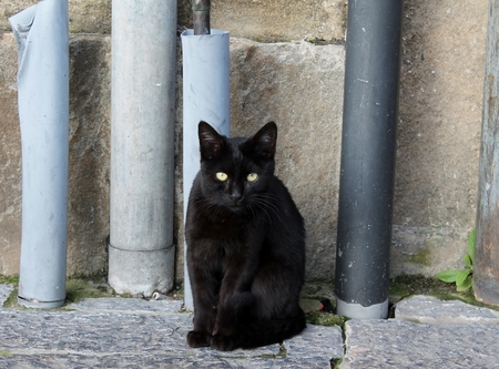 black catの写真素材