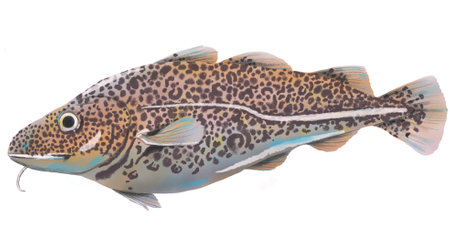 Digital illustration of Cod, Norwegian skrei. Illustration of fish on a white background. Illustration with watercolor textureの写真素材