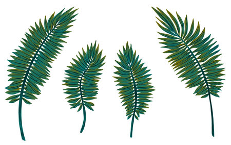 Set of exotic leaves. Ferns. Vector illustration for advertising design, summer vacation tropical paradise.のイラスト素材