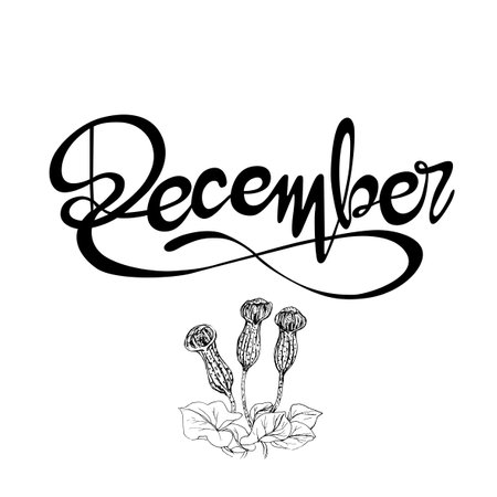 Handwritten and vectorized lettering sign "December". Graphic resource on white background, December month of the year with Candlestick flowersのイラスト素材