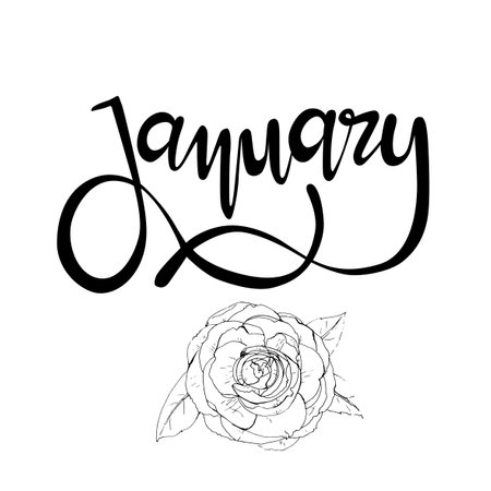 Vectorized handwritten lettering sign "January". Graphic resource on white background, January month of the year with Camellias flowersのイラスト素材