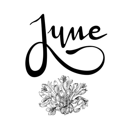 Handwritten and vectorized lettering sign "June". Graphic resource on white background, June month of the year with Agapanthus flowers, Love flower, African Lilyのイラスト素材