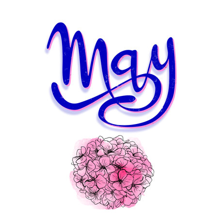 Lettering sign "May". Handwritten lettering sign with floral motifs. Graphic resource on white background, May month of the year with hydrangea flowersの写真素材