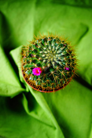cactusの写真素材