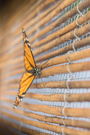 butterflyの写真素材