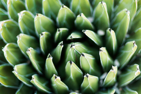 vegetablesの写真素材