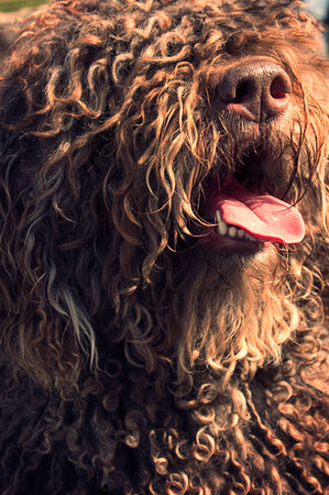 Water dogの写真素材