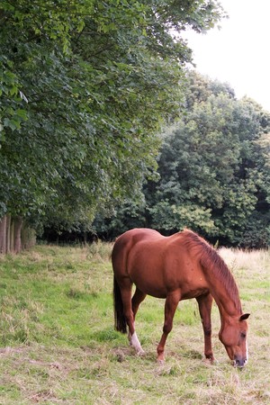 a horse in Normandieの写真素材