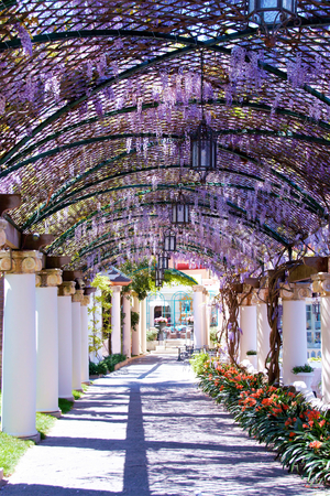 garden in  springtime  with columns and wisteria in sorrentoのeditorial素材