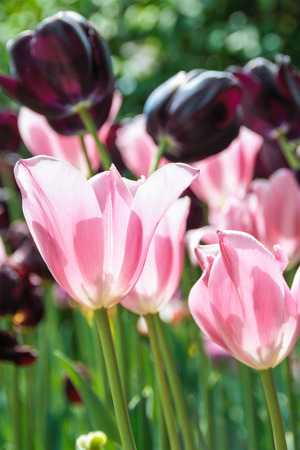 tulips blooming in Pralormo's castel,  Turin, Piemonte, Italyのeditorial素材