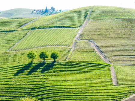 Landscape of langhe, Piedmont, Italyのeditorial素材