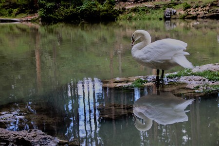 swan reflecting in the water of a lake, Alo Adigeの写真素材