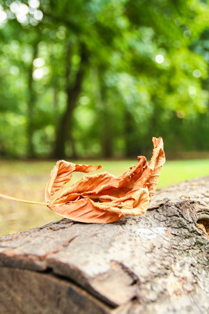 One leaf fallen on a trunk as a symbol of incoming  autumnの写真素材