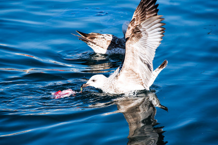 two seagulls  eating a fish in the sea の写真素材
