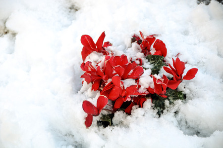 cyclamen plant and flowers showing up in snowの写真素材