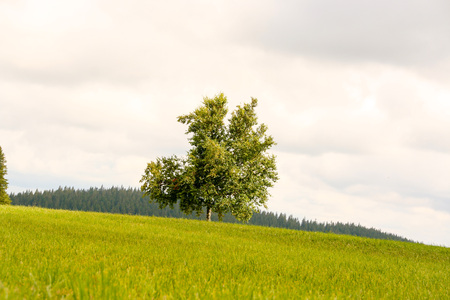 Lonely tree in a green field in the black forest, Germanyの写真素材