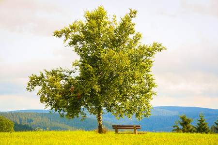 Lonely tree in a green field in the black forest, Germanyの写真素材