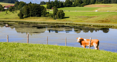 Bavarian countryside with a cow on the romantic road in Germanyの写真素材