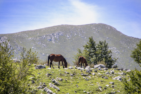 Landscape of Pollino national park, a wide natural reserve in Basilicata and  Calabria,  italian regions and a group of free horsesの写真素材