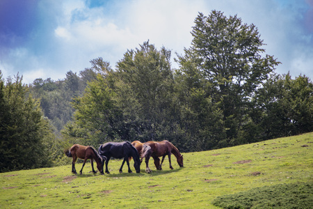 Landscape of Pollino national park, a wide natural reserve in Basilicata and  Calabria,  italian regions and a group of free horsesの写真素材