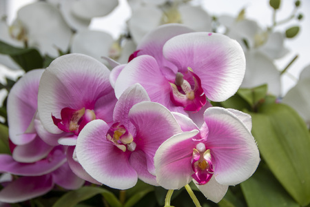 bouquet of pink Orchidea phalenopsisの写真素材