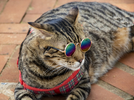Cool cat wearing round sunglasses