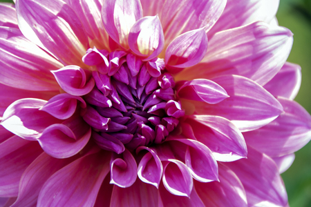 Beautiful pink dahlia flower in bloomの写真素材