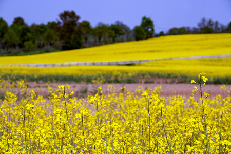 bright yellow rapeseed field in bloom, Piedmont , Italyの写真素材