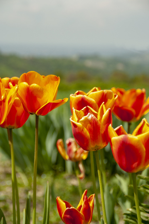 tulips blooming in Pralormo's castel,  Turin, Piemonte, Italyの写真素材