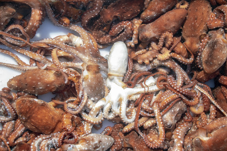 fresh octopus in thje fish market of Pozzuoli, Naples, Italy