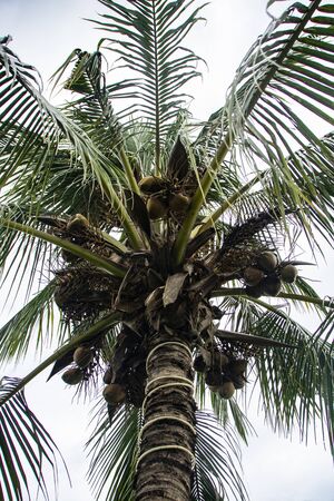 tall coconut tree full of fruits