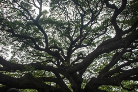 At Kanchanaburi - Thailand - On August 2019 - The giant tree