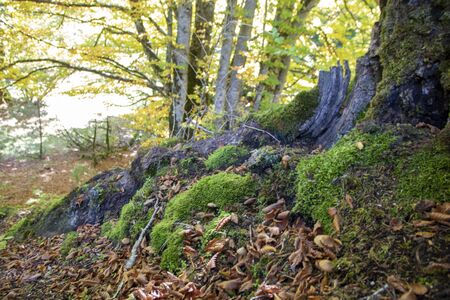 autumnal landscape of val fondillo  in Abruzzo national park, Italyの写真素材
