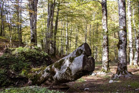Beech woods of Abruzzo national park in autumn, Italyの写真素材