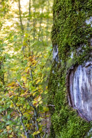 Beech woods of Abruzzo national park in autumn, Italyの写真素材