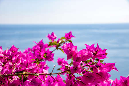 pink bouganvillea on the backgrounf of blue sea on amalfi coast, Italyの写真素材