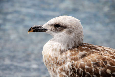 sea gull on the beach of Maratea in Basilicata, Italy