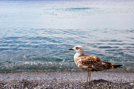 sea gull on the beach of Maratea in Basilicata, Italyの写真素材