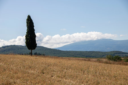 At San Quirico d'Orcia - Italy - On august 2020 - landscape of Val d'Orcia in summer, Tuscanyの写真素材