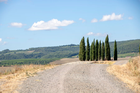 At San Quirico d'Orcia - Italy - On august 2020 - cypress row, better known as cipressiniの写真素材