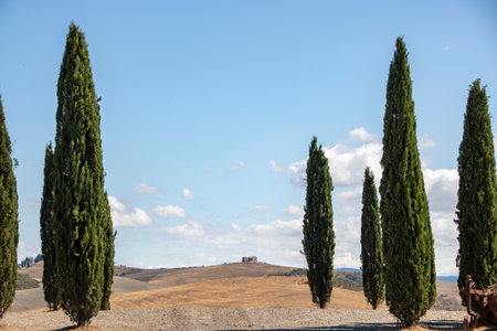 At San Quirico d'Orcia - Italy - On august 2020 - landscape of Val d'Orcia in summer, Tuscanyの写真素材