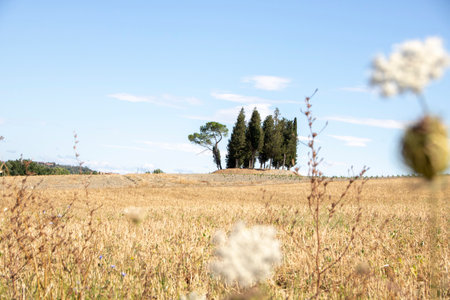 At San Quirico d'Orcia - Italy - On august 2020 - cypress row, better known as cipressiniの写真素材