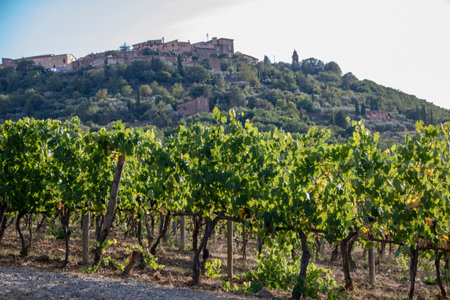 At Montalcino - Italy - On august 2020 - vineyard in tuscan countrysideの写真素材