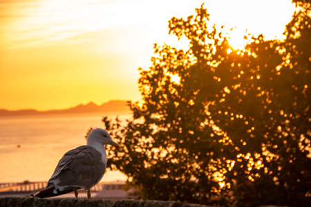 Landscape of Vigo, at sunset, Galicia, Spainの写真素材