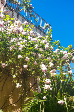 pink climbing rose blooming in summer over the wall of an houseの写真素材